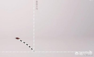 ​为什么苍蝇拍可以拍到苍蝇（为什么苍蝇拍能拍到苍蝇手却拍不到）