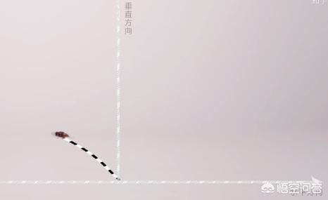 为什么苍蝇拍可以拍到苍蝇(为什么苍蝇拍能拍到苍蝇手却拍不到)(图1) 为什么苍蝇拍可以拍到苍蝇(为什么苍蝇拍能拍到苍蝇手却拍不到)(图1)