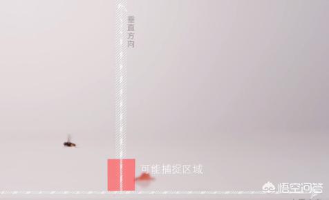 为什么苍蝇拍可以拍到苍蝇(为什么苍蝇拍能拍到苍蝇手却拍不到)(图3) 为什么苍蝇拍可以拍到苍蝇(为什么苍蝇拍能拍到苍蝇手却拍不到)(图3)