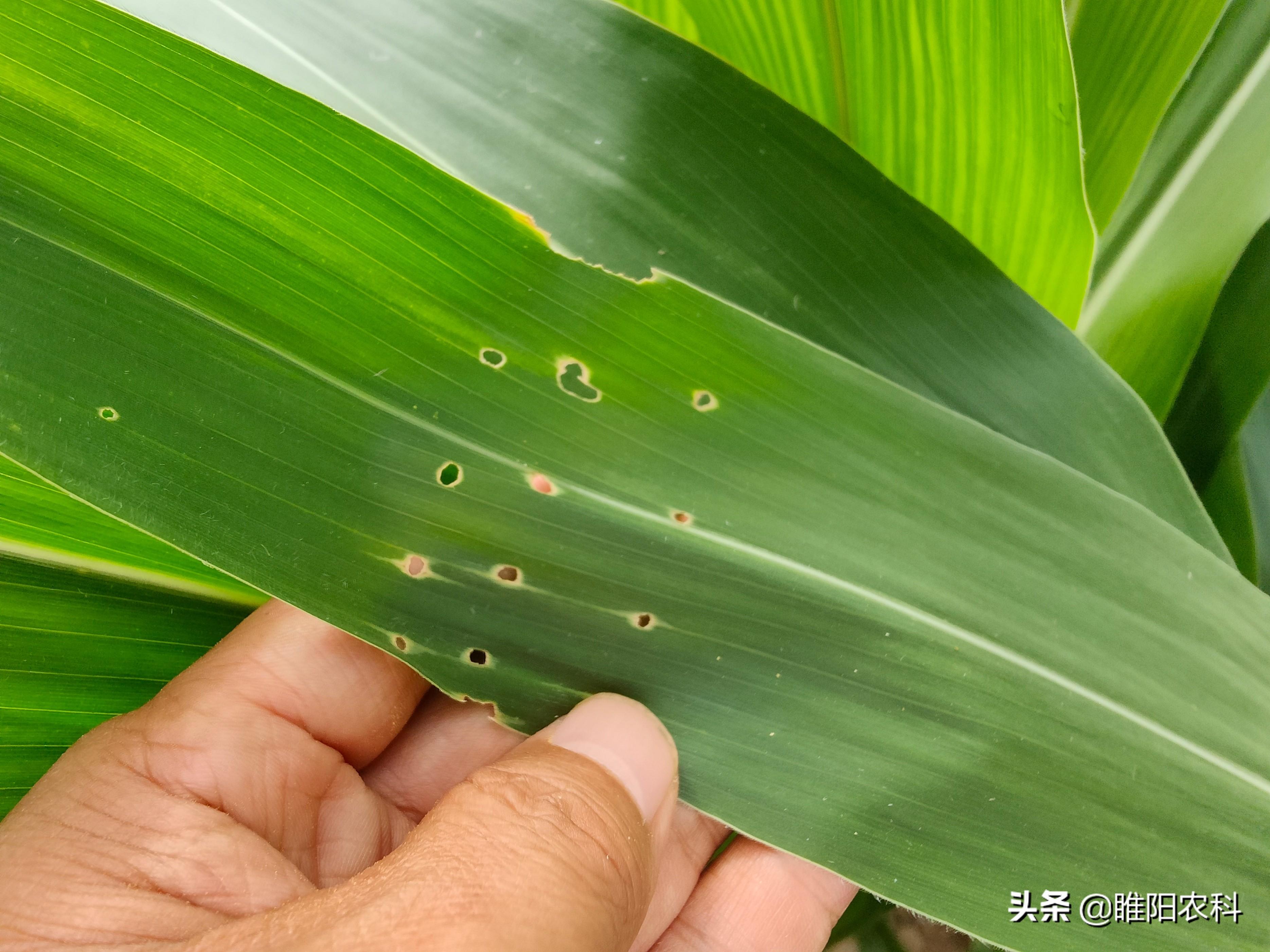 磷酸二氢钾喷施玉米有效果吗（玉米打什么叶面肥增产量效果好）(图3)