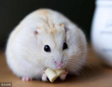 ​仓鼠得了湿尾症仓鼠怎么治（及时干预可以挽救一下）