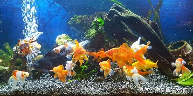 家里养三条鱼是什么风水(鱼为什么养三条有什么说法)(图2) 家里养三条鱼是什么风水(鱼为什么养三条有什么说法)(图2)