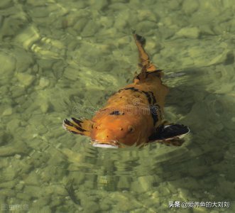 ​家里养三条鱼是什么风水（鱼为什么养三条有什么说法）