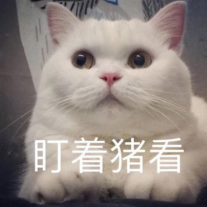 ​猫一岁相当于人的几岁智商（猫咪一岁相当于人几岁）