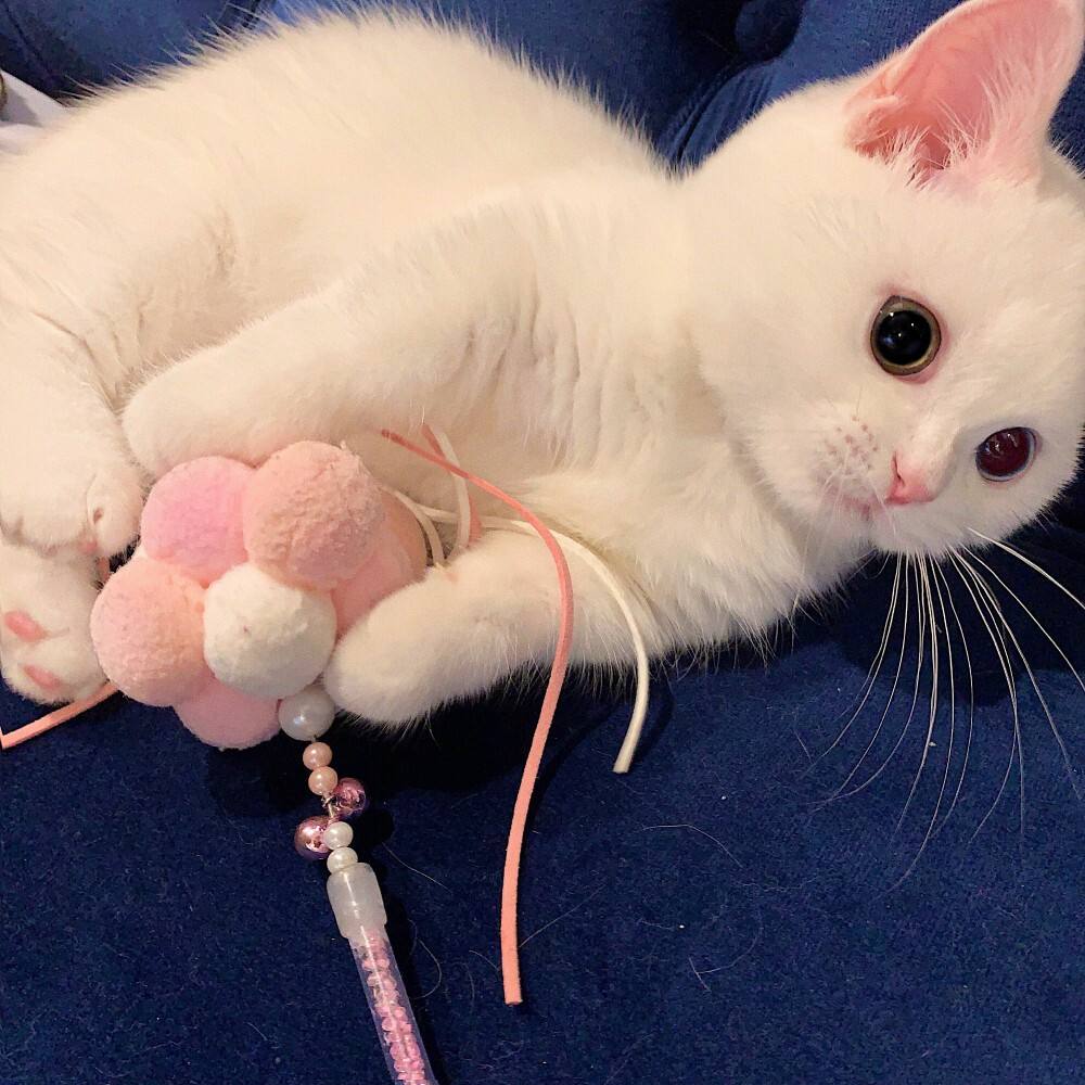 猫一岁相当于人的几岁智商(猫咪一岁相当于人几岁)(图5) 猫一岁相当于人的几岁智商(猫咪一岁相当于人几岁)(图5)