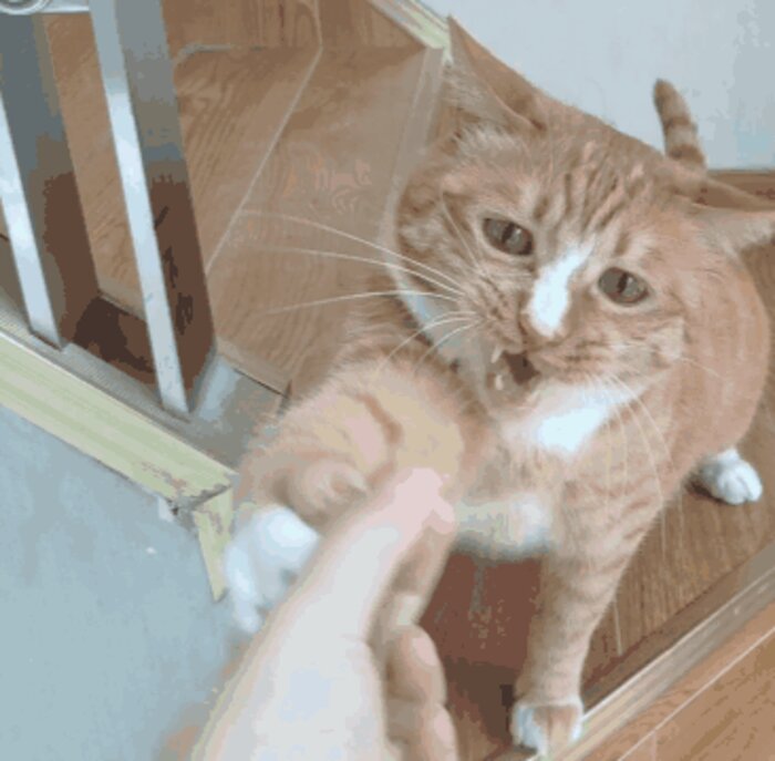 猫一岁相当于人的几岁智商(猫咪一岁相当于人几岁)(图6) 猫一岁相当于人的几岁智商(猫咪一岁相当于人几岁)(图6)