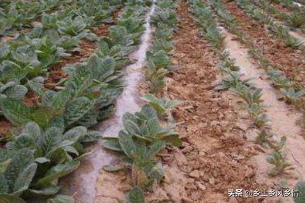 种植地黄一亩利润是多少（种植地黄一亩利润多少）(图2)