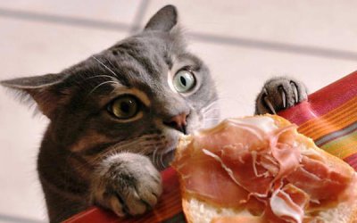 ​小猫咪吃什么食物好（喂养方法）