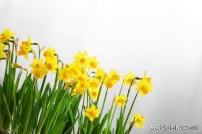 ​二年级仿写植物传播种子的方法有哪些(二年级仿写植物传播种子的方法乘着风出发