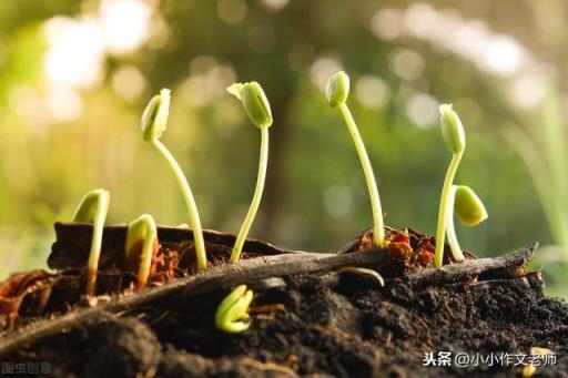 二年级仿写植物传播种子的方法有哪些(二年级仿写植物传播种子的方法乘着风出发)