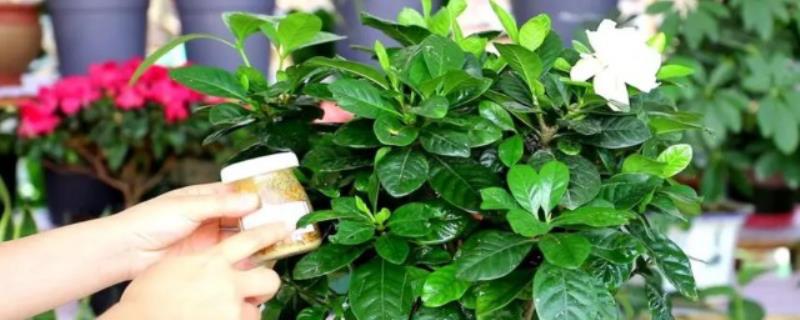 栀子花的养殖方法和注意事项（栀子花的养殖方法）(3)