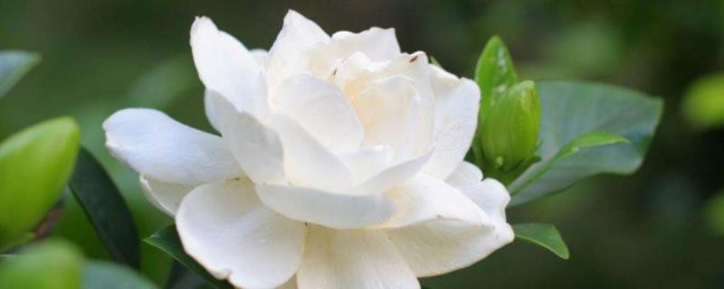 栀子花的养殖方法和注意事项（栀子花的养殖方法）(5)
