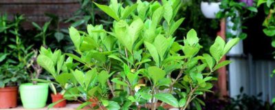 ​栀子花的养殖方法和注意事项（栀子花的养殖方法）