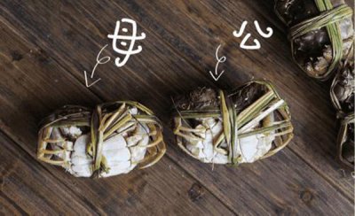 ​小螃蟹吃什么食物（怎么养小螃蟹宝宝）