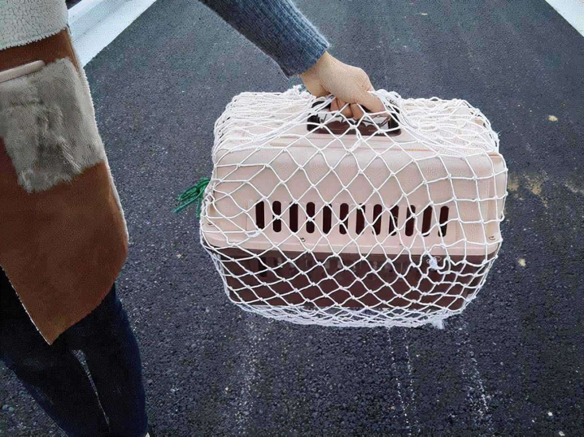 顺丰托运狗狗需要什么东西（顺丰托运宠物怎么下单寄件）(图2)