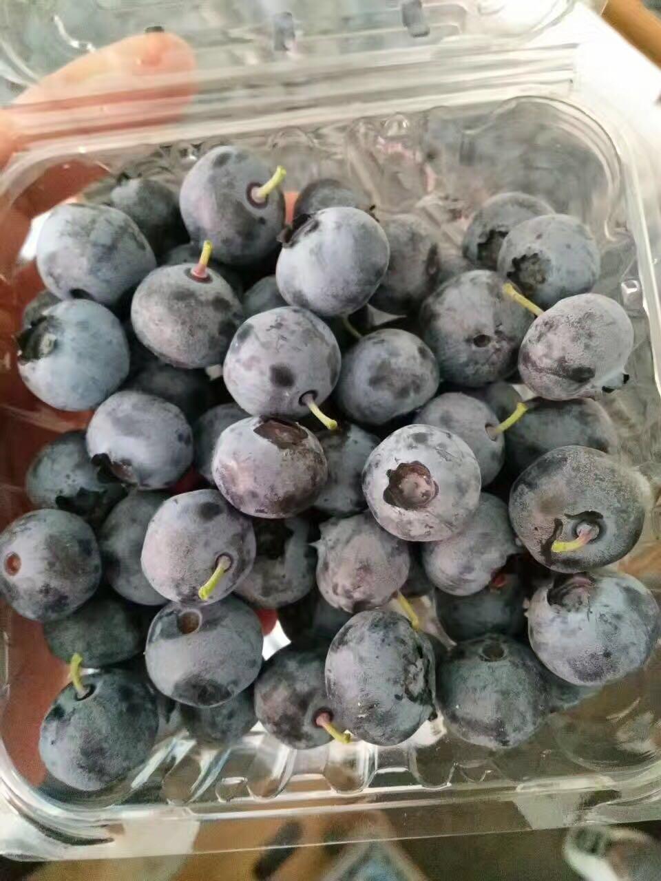 吃蓝莓用不用剥皮（吃蓝莓要剥皮吗）(图4)