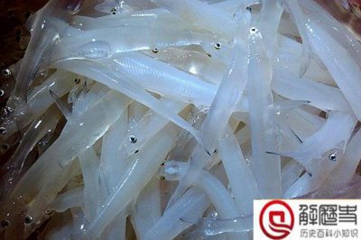 ​太湖三白是哪三白?太湖三白指的是白鱼白虾和什么?