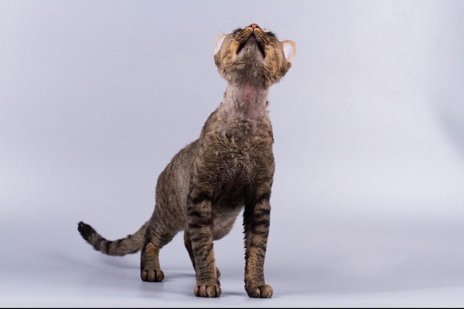 德文卷毛猫适合家养吗(德文卷毛猫的优缺点介绍)(图2) 德文卷毛猫适合家养吗(德文卷毛猫的优缺点介绍)(图2)