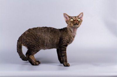 ​德文卷毛猫适合家养吗（德文卷毛猫的优缺点介绍）
