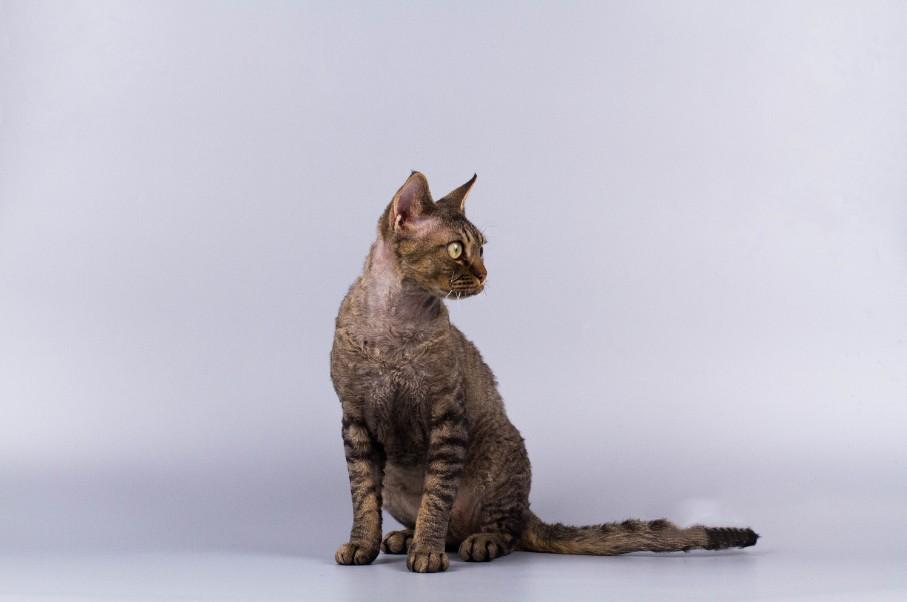 德文卷毛猫适合家养吗(德文卷毛猫的优缺点介绍)(图4) 德文卷毛猫适合家养吗(德文卷毛猫的优缺点介绍)(图4)