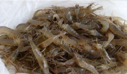炒河虾的做法,河虾怎么炒好吃又简单的做法图3