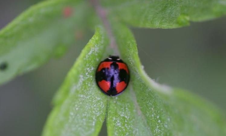 四星瓢虫是益虫还是害虫