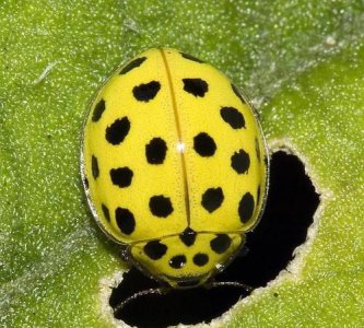 ​四星瓢虫是益虫还是害虫,四星瓢虫是益虫还是害虫