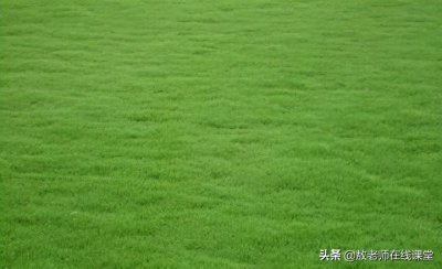 ​草坪草有哪些品种图片（常见的冷季暖季草坪品种名称）