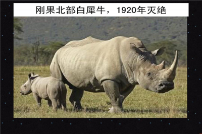 ​十大接近毁灭的动物 第一仅剩一只 第四找没有到共类生长