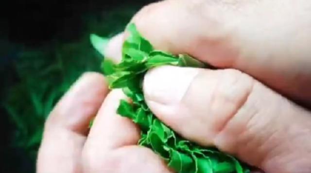 酸枣芽茶的功效与作用及食用方法(酸枣芽茶的制作方法)(4)