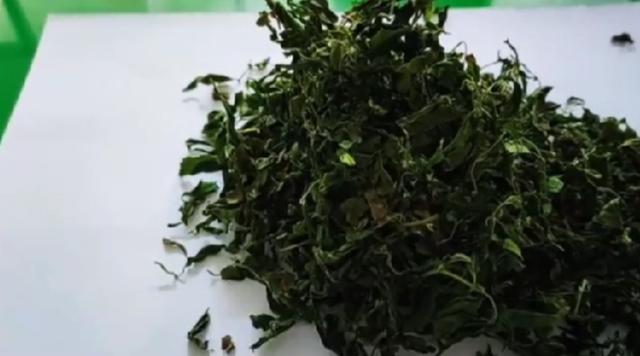酸枣芽茶的功效与作用及食用方法(酸枣芽茶的制作方法)(6)