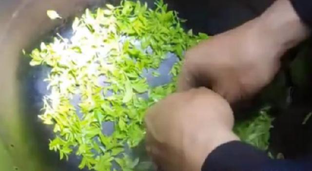 酸枣芽茶的功效与作用及食用方法(酸枣芽茶的制作方法)(5)
