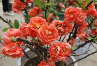 ​杜鹃花花语象征意义和精神（一般代表什么感情与寓意）