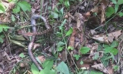​长白山715事变，棒槌鸟喊催性命（采参人死后化成棒槌鸟）