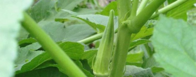 ​秋葵什么时候种植最好（南北方播种秋葵的最佳时间及方法）