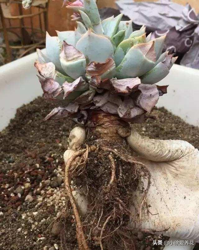 多肉植物多久换盆好(给多肉换盆注意事项)(图5) 多肉植物多久换盆好(给多肉换盆注意事项)(图5)