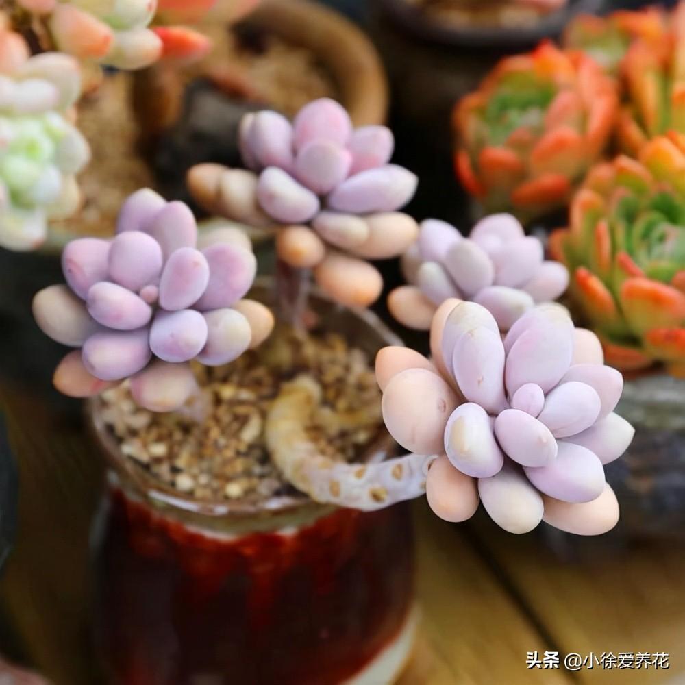 多肉植物多久换盆好(给多肉换盆注意事项)(图2) 多肉植物多久换盆好(给多肉换盆注意事项)(图2)