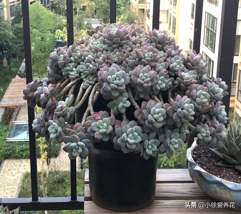 多肉植物多久换盆好(给多肉换盆注意事项)(图6) 多肉植物多久换盆好(给多肉换盆注意事项)(图6)