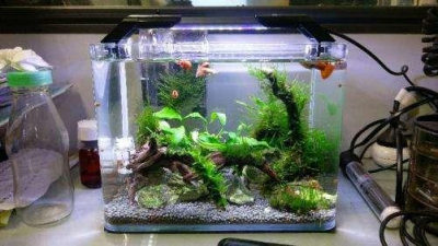 ​鱼缸里养什么植物可以净化水质（改善鱼缸水质强的水生植物）
