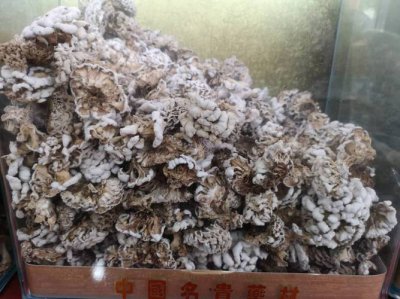 ​藏灵菇的功效（藏灵菇的功效作用介绍）