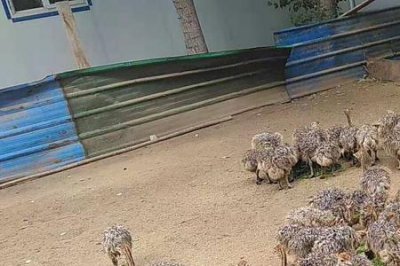 ​鸵鸟适合哪个地方养