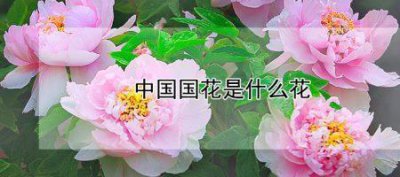 ​我国的国花是