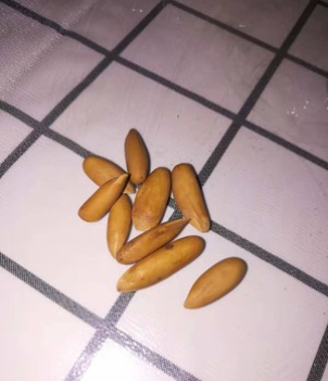 开口松子,松子如何开口最佳方法图3