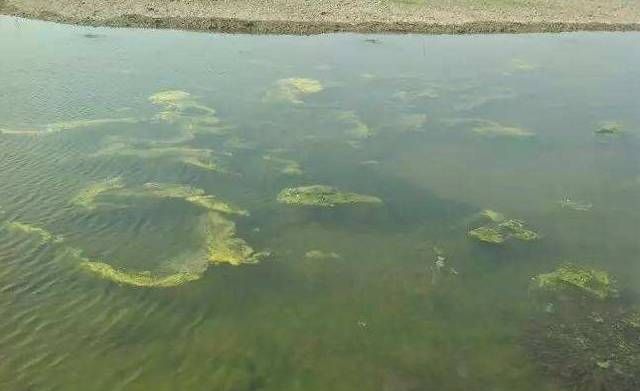 有什么办法解决水池青苔问题呢