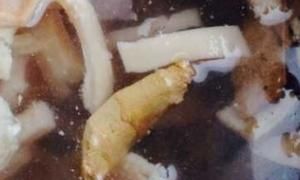 怎样熬皮冻，怎样做皮冻？图4