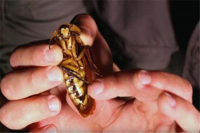 ​家里放一物绝对没蟑螂 科学灭除蟑螂的方法有哪些