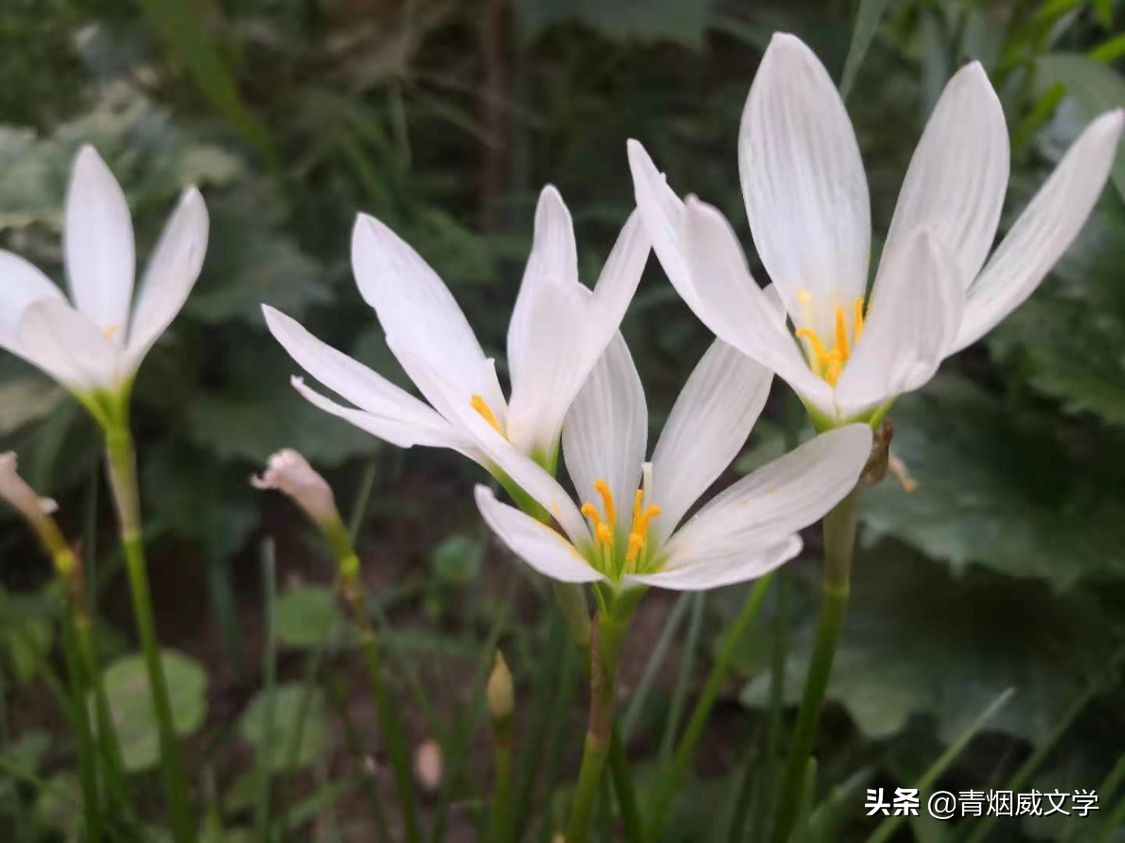 七绝 中元节有思(六首)