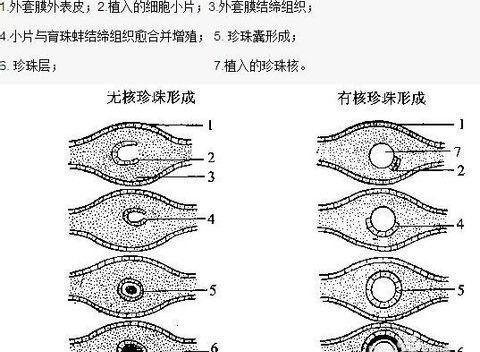 河蚌中的珍珠是怎么形成的(河蚌珍珠是怎么形成的)(图3) 河蚌中的珍珠是怎么形成的(河蚌珍珠是怎么形成的)(图3)