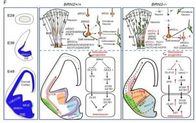 ​脑科学日报(氯胺胴)