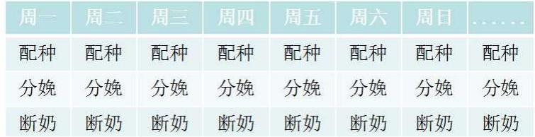 猪场如何做批次生产(你知道猪场中的批次化生产吗)(1)